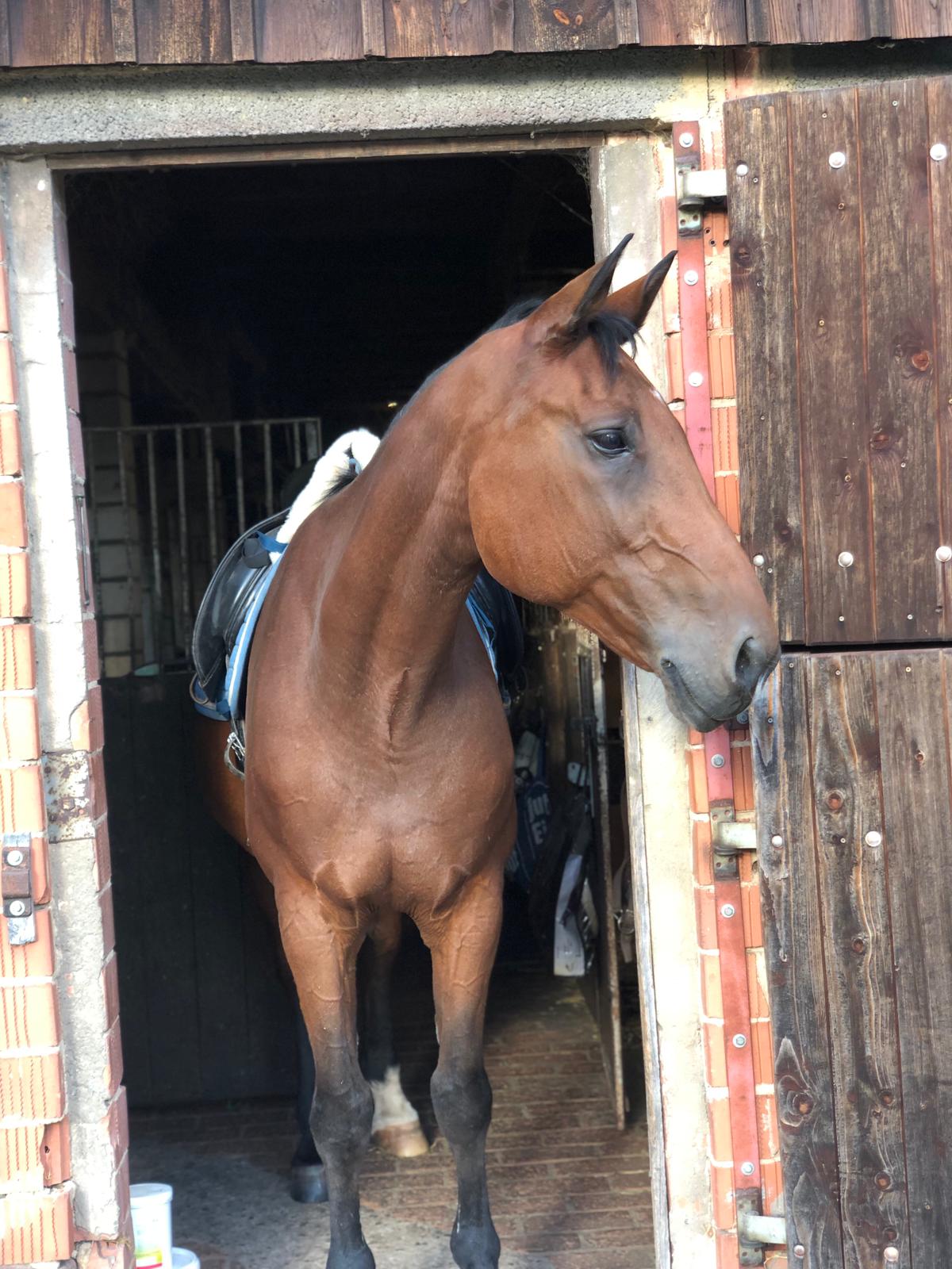 Bolty vom RFV Vorderrhön im Pferdeprofil