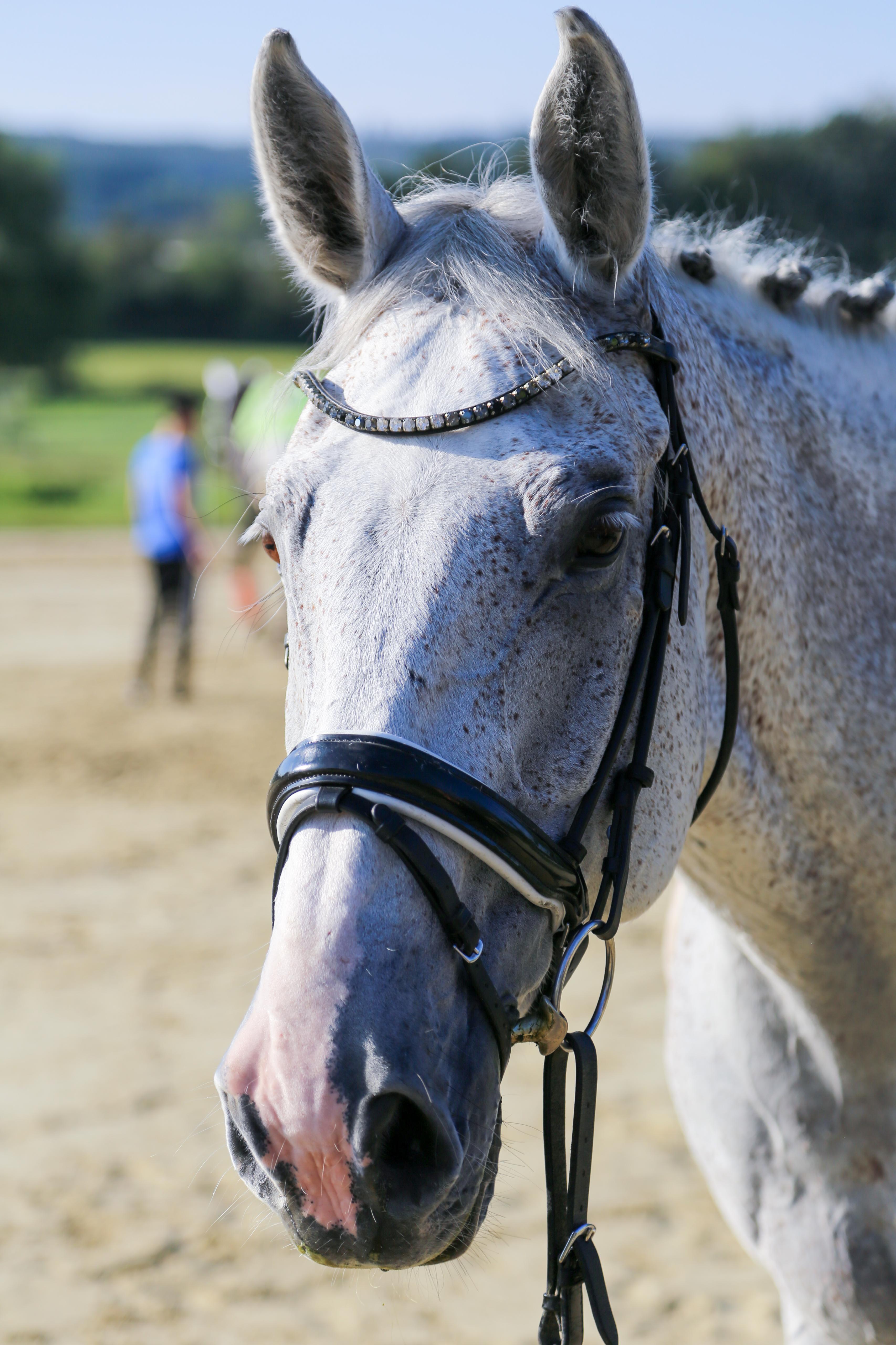 Campino vom RFV Vorderrhön im Pferdeprofil