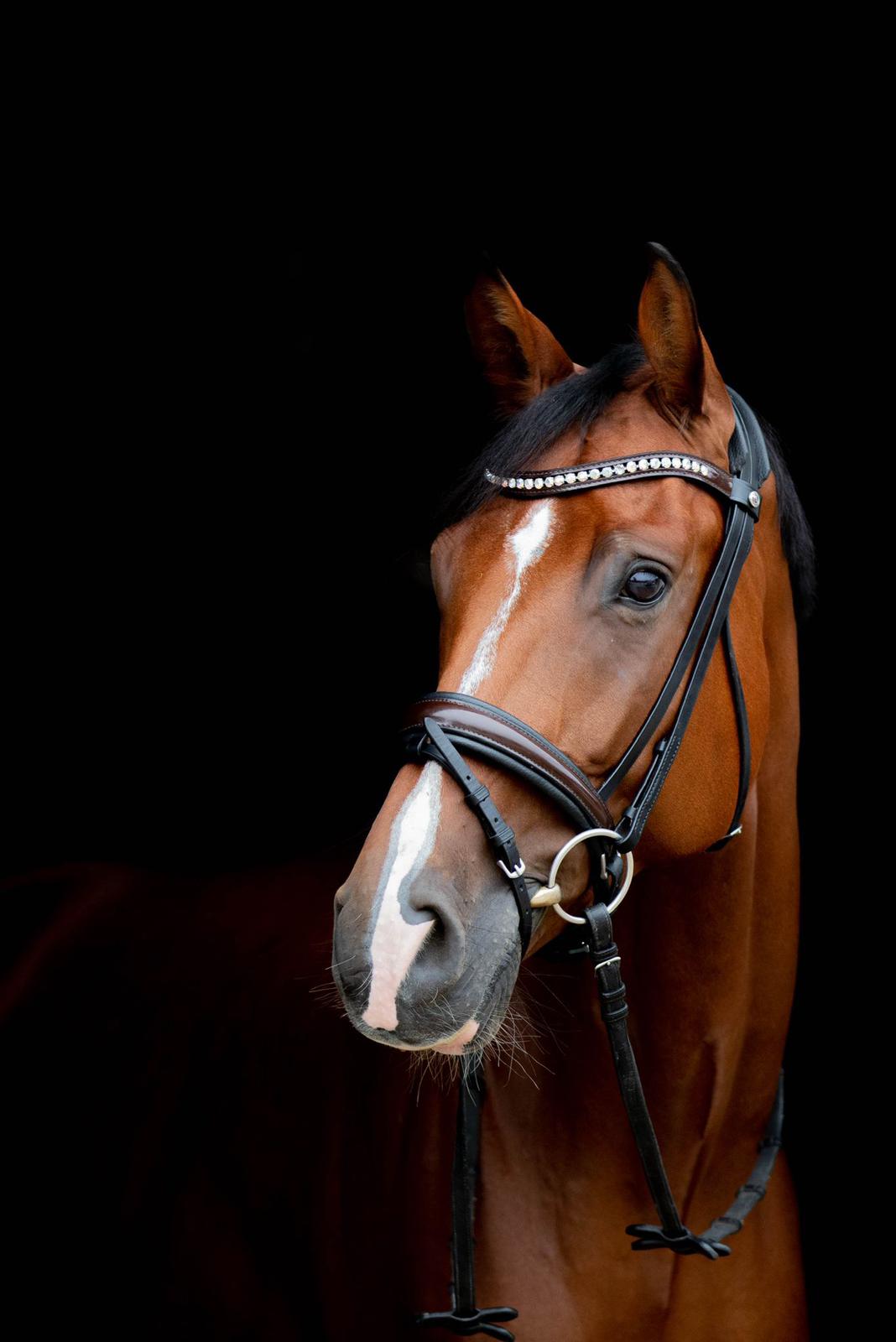 Hulapalu vom RFV Vorderrhön im Pferdeprofil