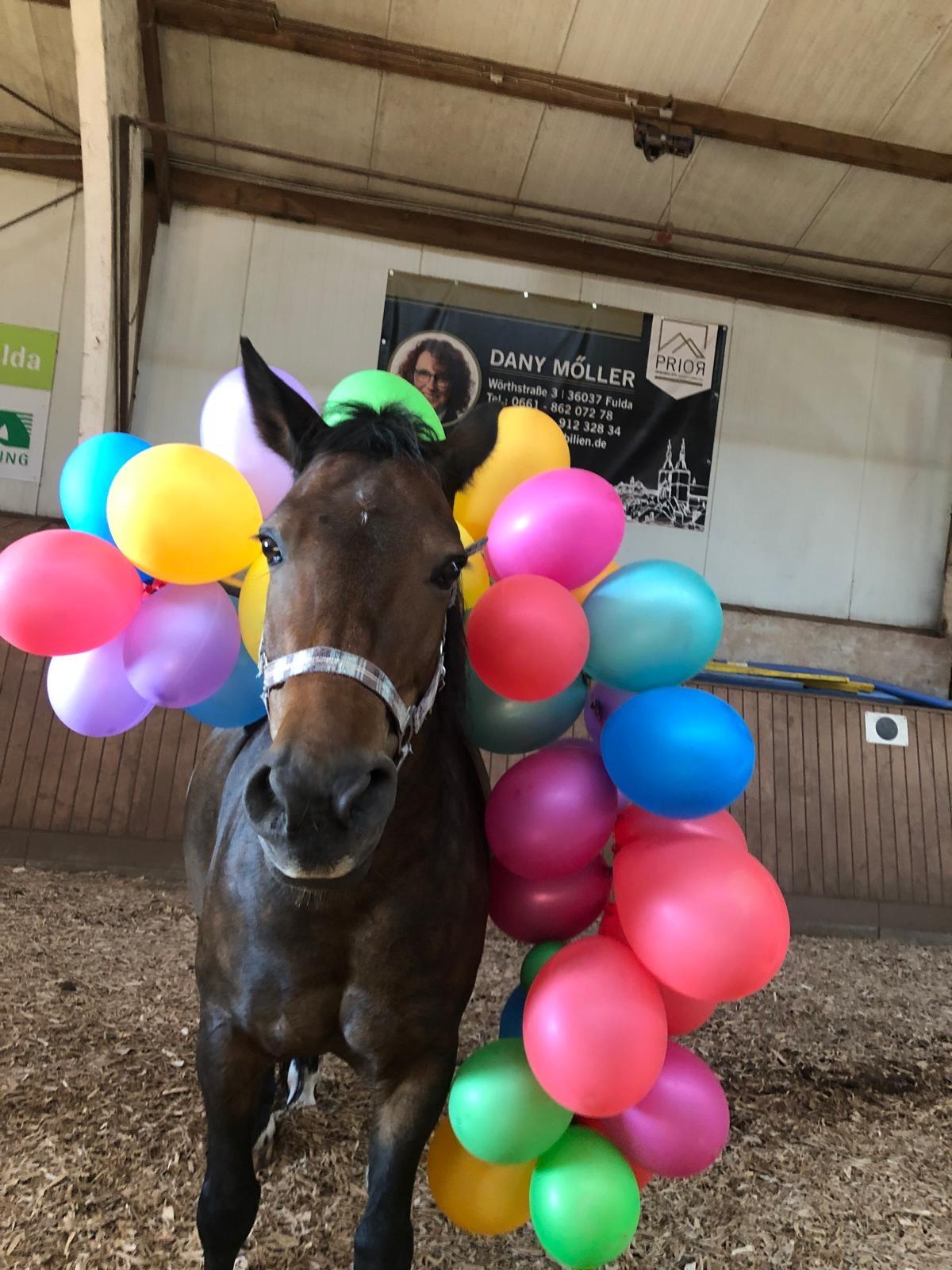 Prince vom RFV Vorderrhön im Pferdeprofil