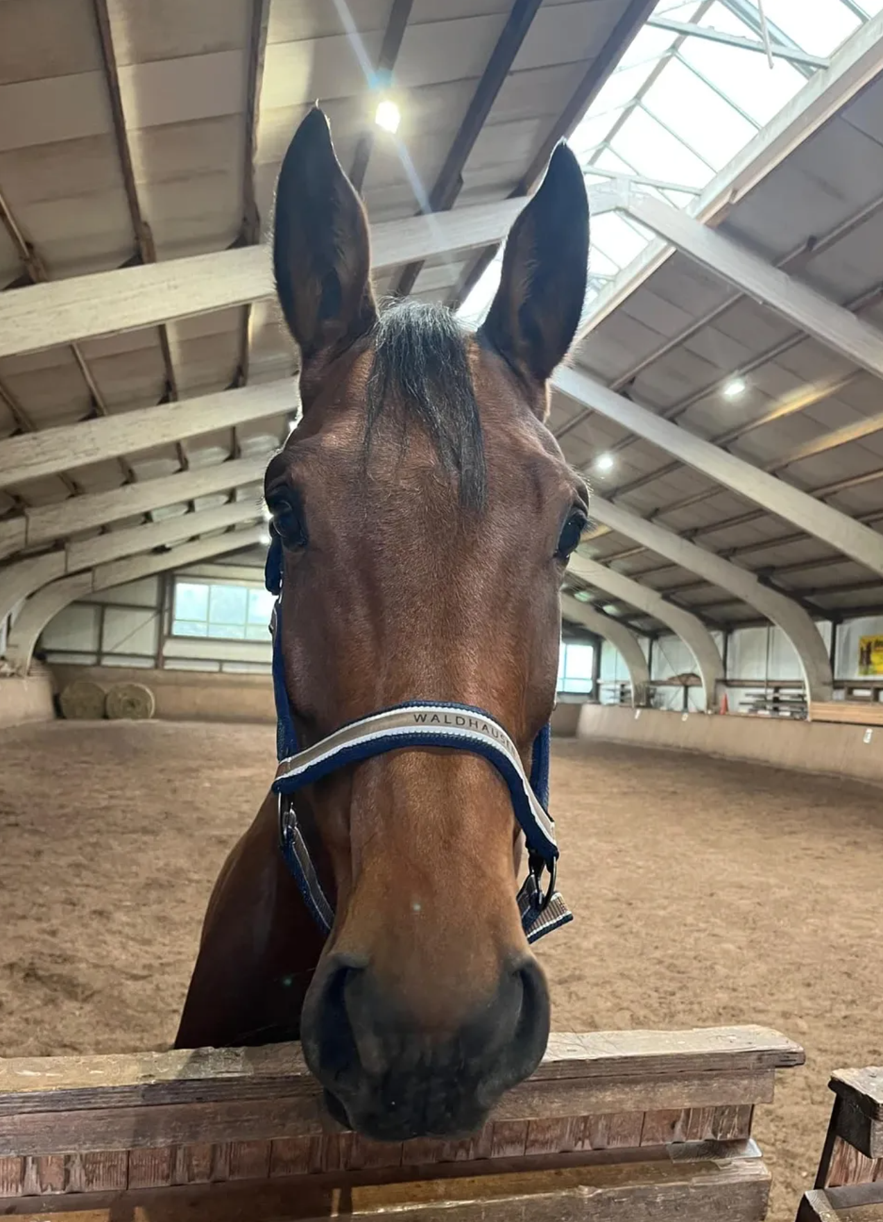 Rocky Mountain vom RFV Vorderrhön im Pferdeprofil